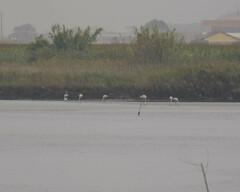 Phoenicopterus roseus