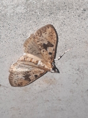 Palpita