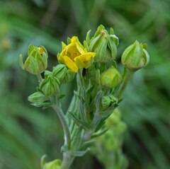 Potentilla pensylvanica