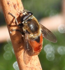 Polydontomyia curvipes