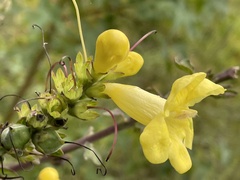 Aureolaria virginica