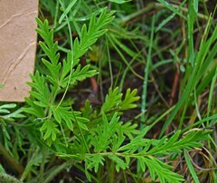 Potentilla pensylvanica
