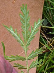 Potentilla pensylvanica