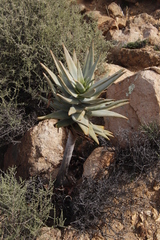 Aloidendron dichotomum
