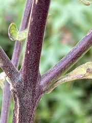 Aureolaria virginica