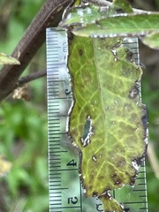 Aureolaria virginica