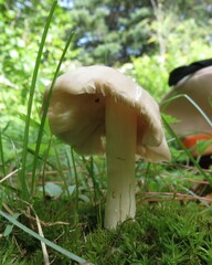 Entoloma strictius