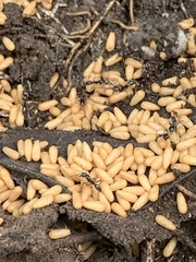 Brachyponera chinensis