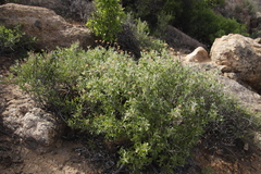 Berkheya fruticosa