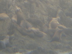 Zalophus californianus