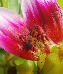 Rhodobaenus quinquepunctatus
