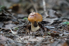 Russula foetens