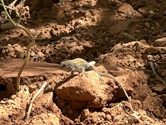 Sceloporus tristichus