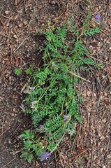 Astragalus laxmannii