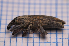 Lixus acicularis