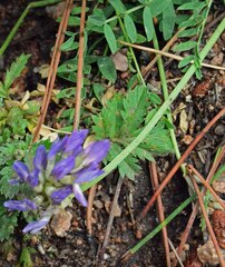 Astragalus laxmannii