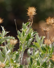 Berkheya fruticosa