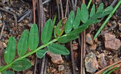 Astragalus laxmannii