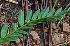 Astragalus laxmannii