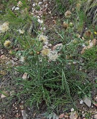 Cirsium canescens