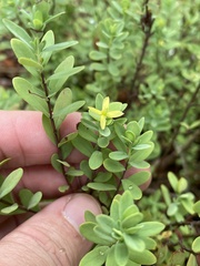 Hypericum hypericoides