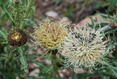 Cirsium canescens