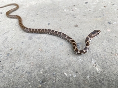 Mastigodryas boddaerti