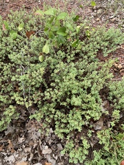 Hypericum hypericoides