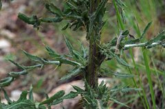 Cirsium canescens