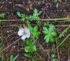 Geranium richardsonii
