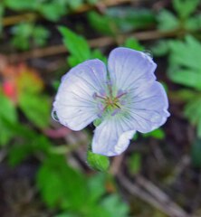 Geranium richardsonii