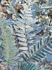 Astragalus douglasii