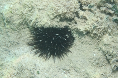 Echinoidea