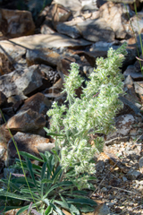 Johnstonella angustifolia