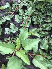 Melochia corchorifolia