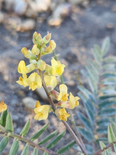 Image of Astragalus douglasii by no rights reserved