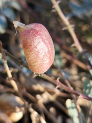 Astragalus douglasii