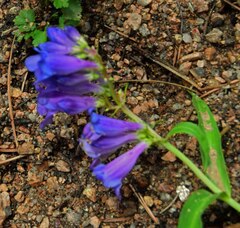 Penstemon glaber