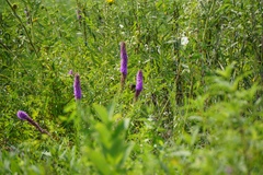 Liatris pycnostachya