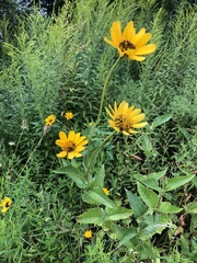 Heliopsis helianthoides