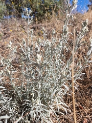 Pseudognaphalium beneolens