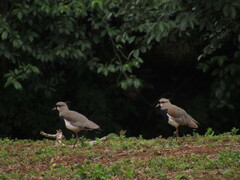 Vanellus chilensis