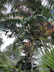 Clerodendrum quadriloculare