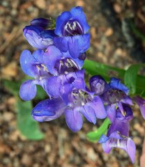 Penstemon glaber