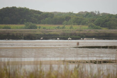 Phoenicopterus roseus