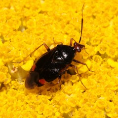 Deraeocoris ruber