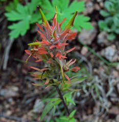 Castilleja miniata
