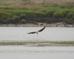 Phoenicopterus roseus