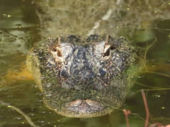 Alligator mississippiensis