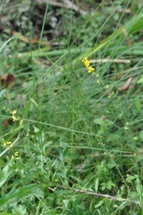 Agrimonia eupatoria